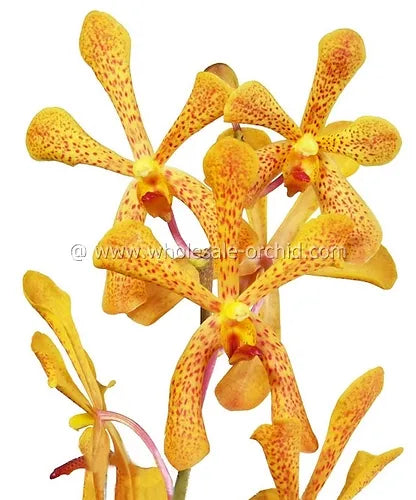 Prebook BULK - Yellow Punnee Tiger Orchid Fresh Cut Flowers (NO VASE)