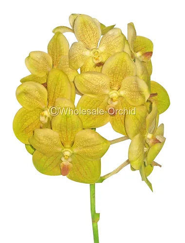 Prebook BULK - Yellow Vanda Orchid Fresh Cut Flowers