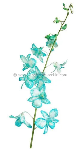 Prebook BULK - Light Blue White-DYED Dendrobium Orchid Fresh Cut Flowers (NO VASE)
