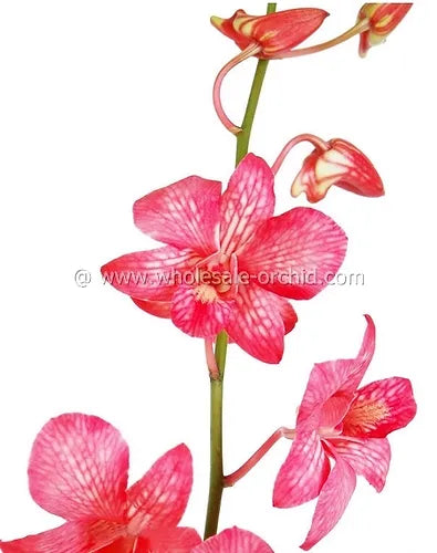 Prebook BULK - LIGHT RED White-DYED Dendrobium Orchid Fresh Cut Flowers (NO VASE)