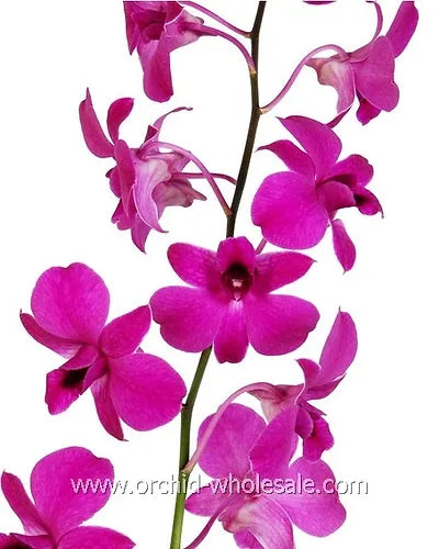 Prebook BULK - Hot Pink Queen Pink Madam Dendrobium Orchid Fresh Cut Flowers (NO VASE)