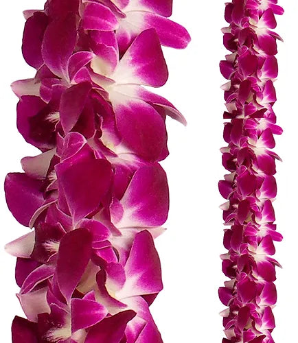 PREBOOK BULK - Purple Double Orchid Strand Flower String Dendrobium Fresh Cut Flowers
