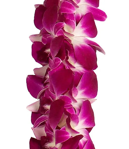 PREBOOK BULK - Purple Double Orchid Strand Flower String Dendrobium Fresh Cut Flowers