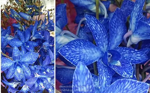 Prebook BULK - NAVY BLUE DYED-White Lervia Dendrobium Orchid Fresh Cut Flowers (NO VASE)