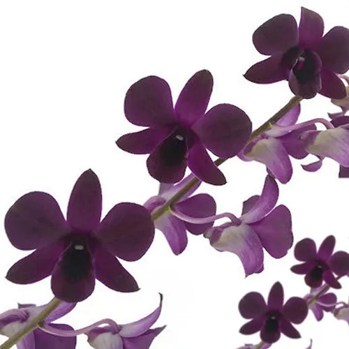 Prebook BULK - Dendrobium Black & Plum Eggplant Orchid Fresh Cut Flowers (NO VASE)