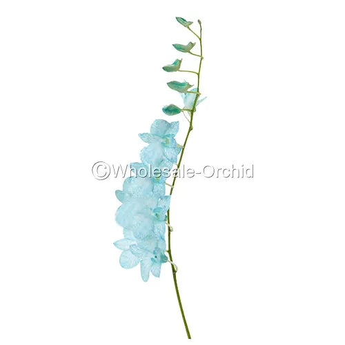 Prebook BULK - Light Blue White-DYED Dendrobium Orchid Fresh Cut Flowers (NO VASE)