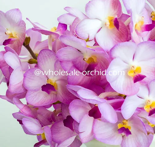 Ascocenda Light Pink Orchid (Mini Vanda) Fresh Cut Flowers