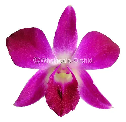 Prebook BULK - Purple Sonia Variegated Bombay Dendrobium Orchid Fresh Cut Flowers (NO VASE)
