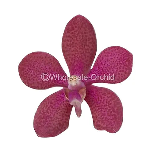 Prebook BULK - Red Robin Mokara Orchid Fresh Cut Flowers (NO VASE)