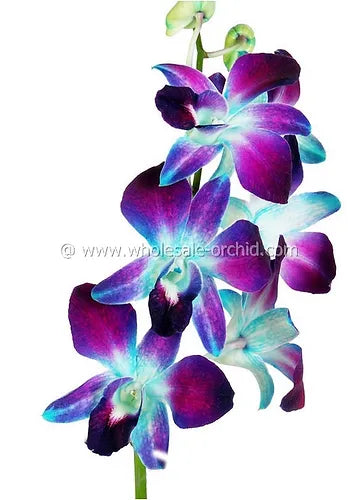 Prebook BULK - BLUE DYED-Sonia Bombay Dendrobium Orchid Fresh Cut Flowers (NO VASE)
