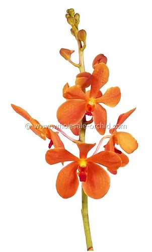 Prebook BULK - Orange Jubkuan Mokara Orchid Fresh Cut Flowers (NO VASE)