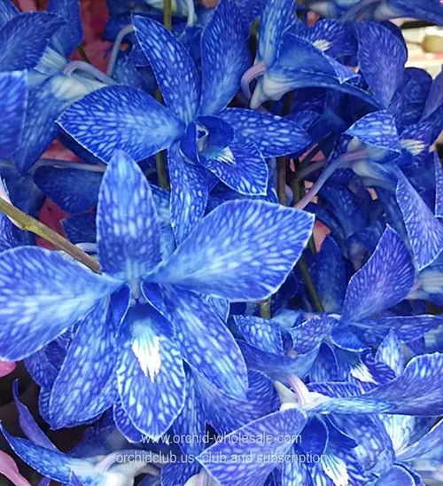Prebook BULK - NAVY BLUE DYED-White Lervia Dendrobium Orchid Fresh Cut Flowers (NO VASE)