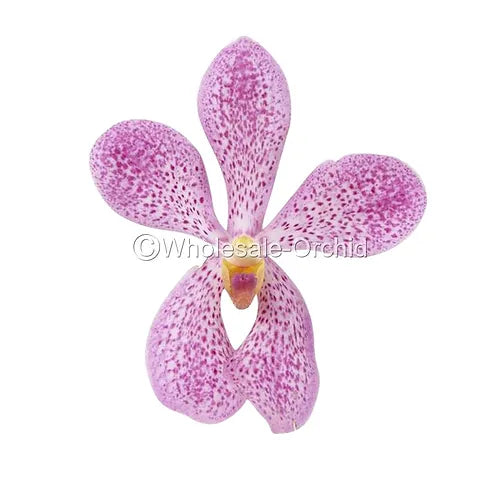 Prebook BULK - Light Pink Mokara Orchid Fresh Cut Flowers (NO VASE)
