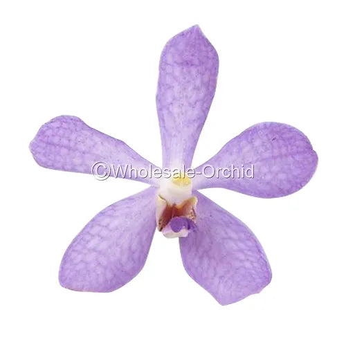 Prebook BULK - Purple Norah Blue Mokara Orchid Fresh Cut Flowers (NO VASE)