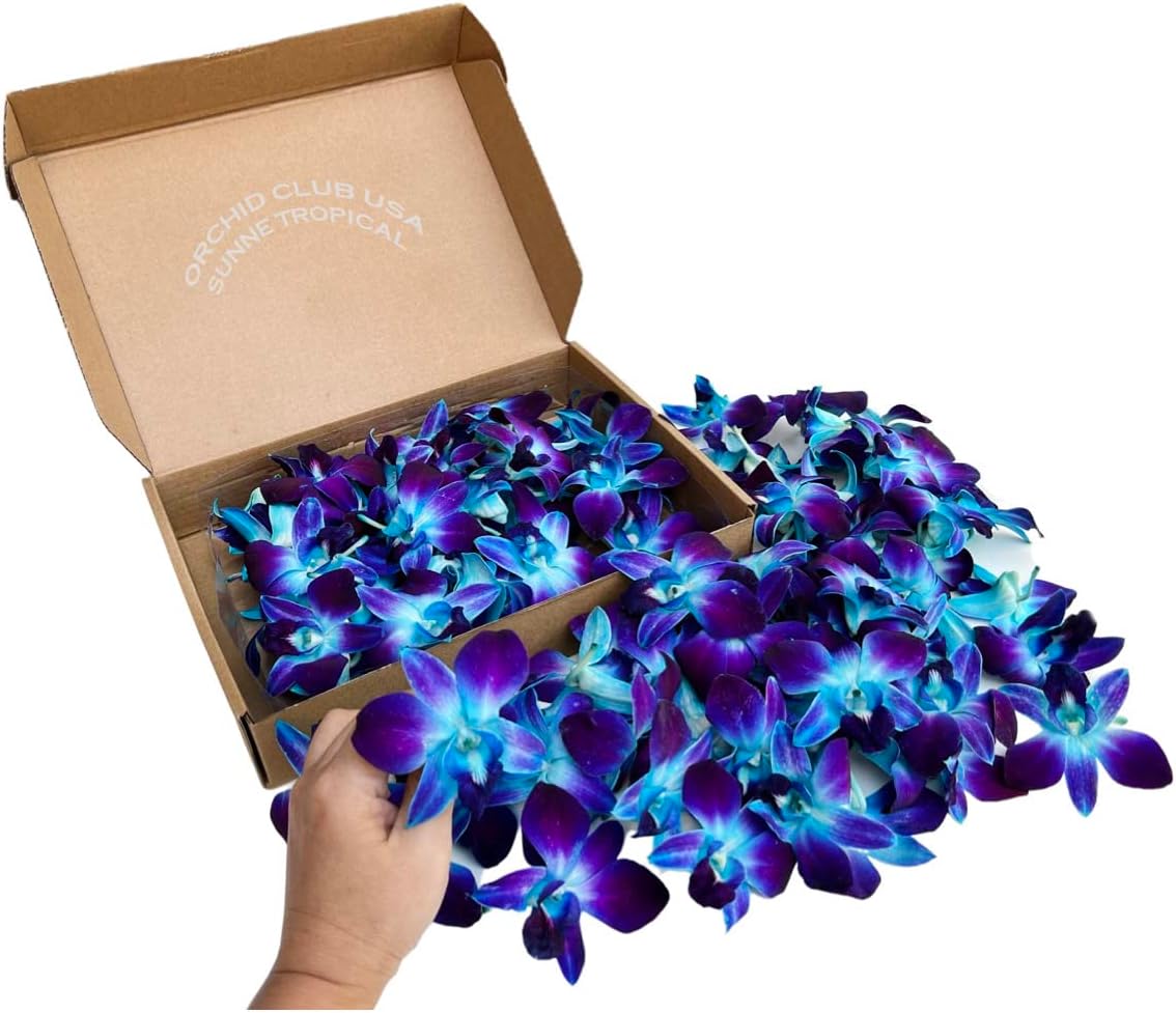 50 Blue DYED Orchid Loose Bloom Fresh Cut Flowers Bundle Build A Box