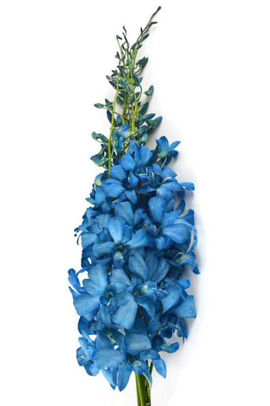 Prebook BULK - BLUE COBALT DYED-White Lervia Dendrobium Orchid Fresh Cut Flowers (NO VASE)