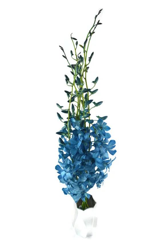 Prebook BULK - BLUE COBALT DYED-White Lervia Dendrobium Orchid Fresh Cut Flowers (NO VASE)