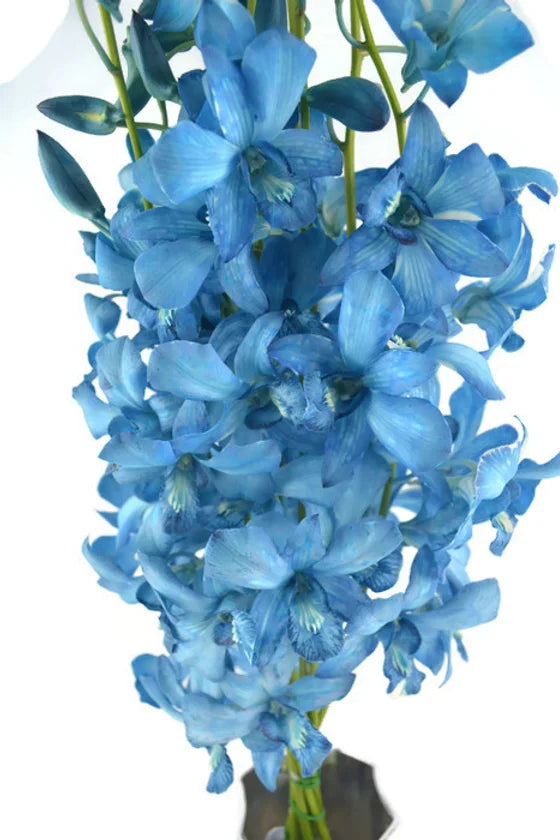 Prebook BULK - BLUE COBALT DYED-White Lervia Dendrobium Orchid Fresh Cut Flowers (NO VASE)