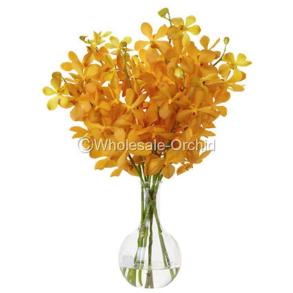 Prebook BULK - Orange Mokara Orchid Fresh Cut Flowers (NO VASE)