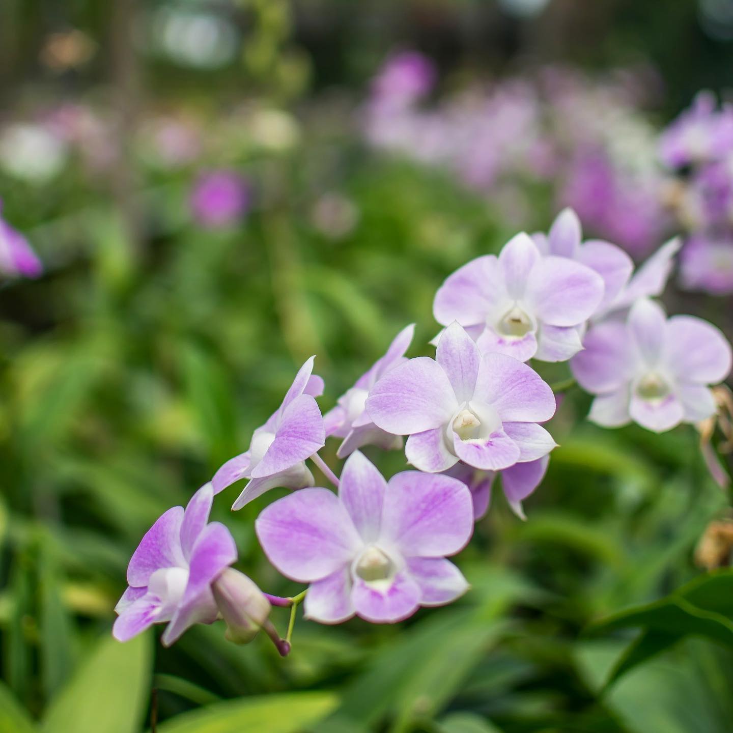 50 Natural Blush Pink Orchid Loose Bloom Fresh Cut Flowers Bundle Build A Box