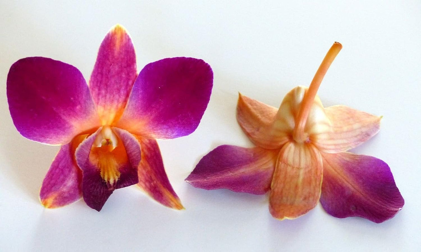 IN STOCK - 100 Orange Fresh Cut Dendrobium Orchid Loose Bloom