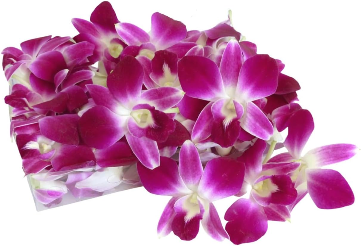 IN STOCK - 50 Purple Bombay Fresh Cut Dendrobium Orchid Loose Bloom