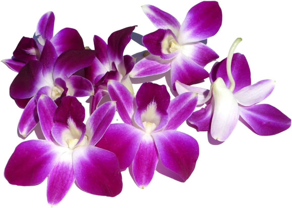 IN STOCK - 50 Purple Bombay Fresh Cut Dendrobium Orchid Loose Bloom