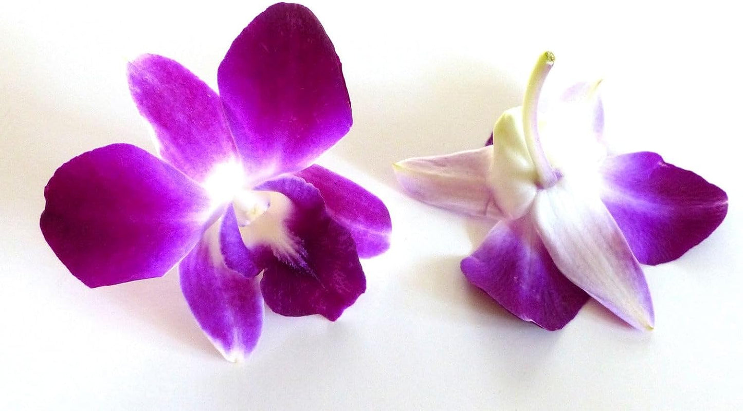 IN STOCK - 50 Purple Bombay Fresh Cut Dendrobium Orchid Loose Bloom