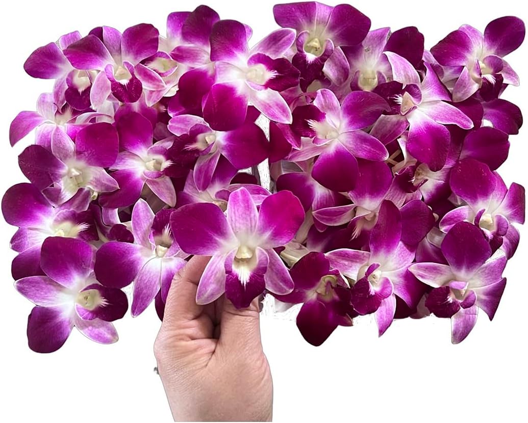 IN STOCK - 50 Purple Bombay Fresh Cut Dendrobium Orchid Loose Bloom