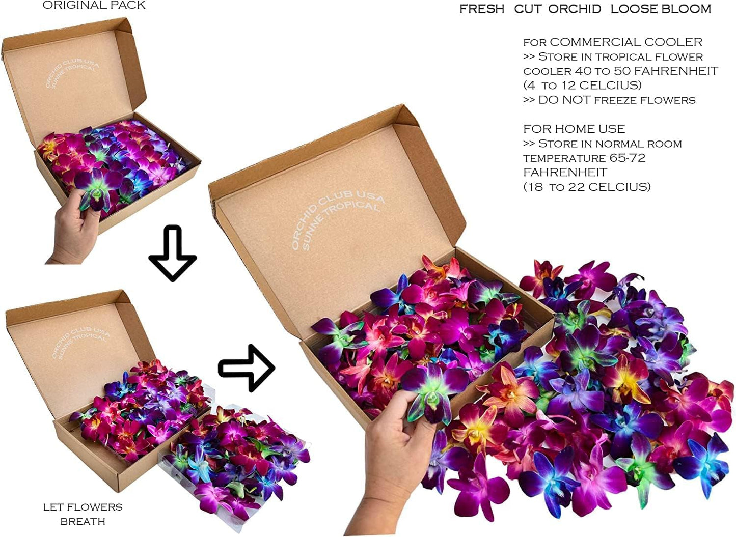 100 Rainbow Orchid Loose Bloom Subscription Fresh Cut Flowers