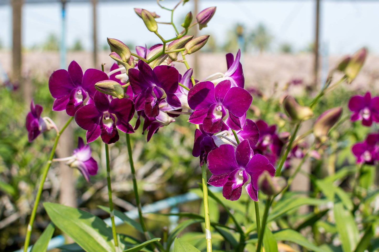 50 Natural Burgundy Orchid Loose Bloom Fresh Cut Flowers Bundle Build A Box
