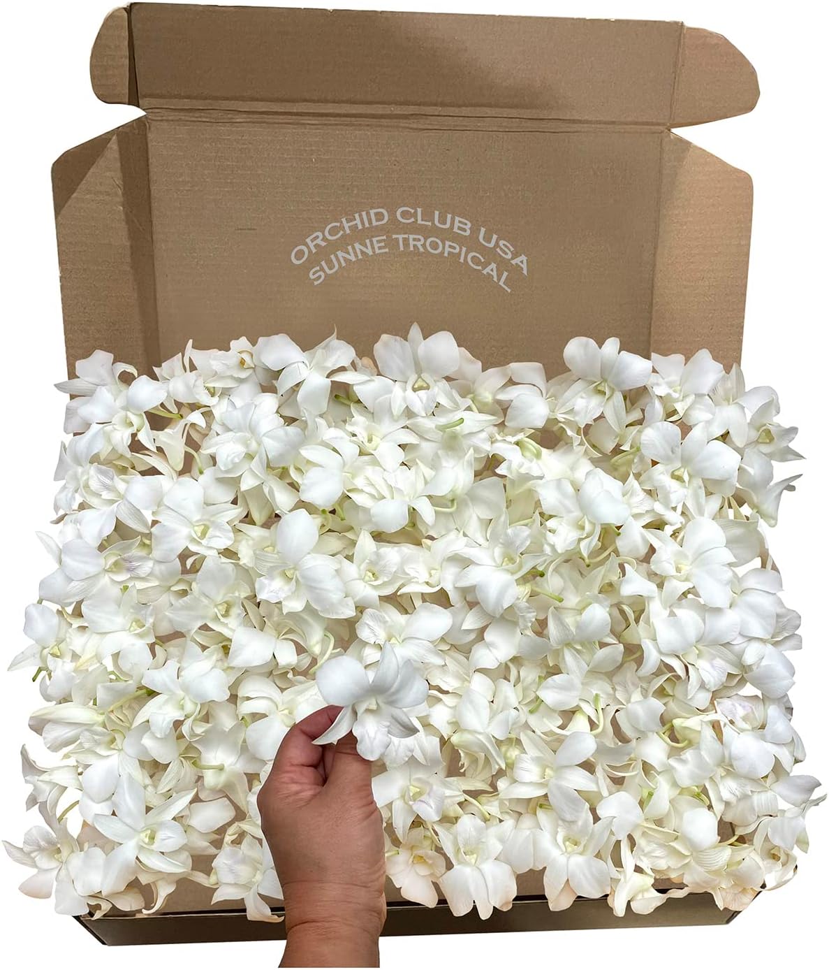 50 Natural White Orchid Loose Bloom Fresh Cut Flowers Bundle Build A Box